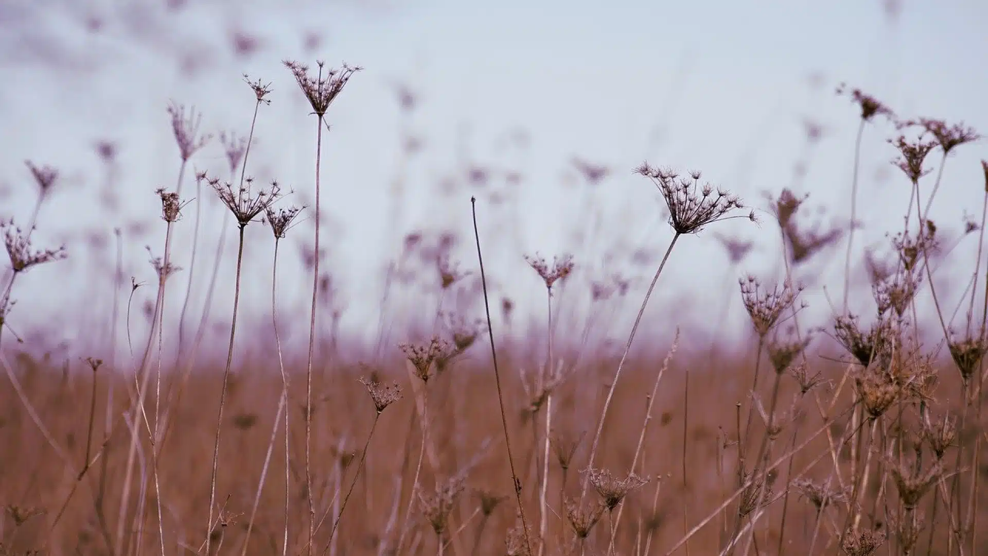 Adventices : les méthodes pour lutter contre ces plantes indésirables
