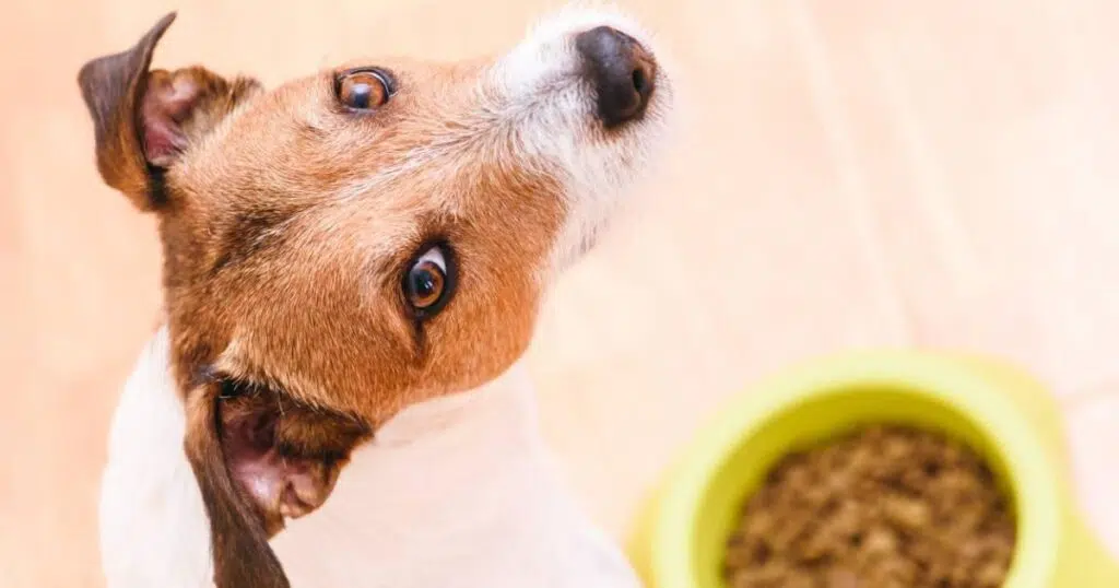 croquettes choisir pour son chien