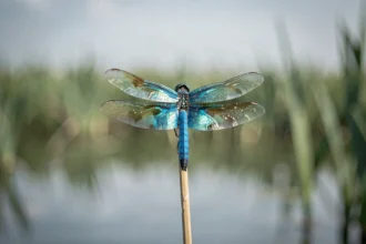 Libellule bleue posée sur un roseau au bord d'un étang calme, symbolisant la paix et la signification spirituelle