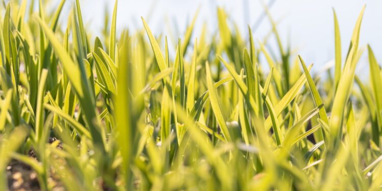 close-up photography of green grass