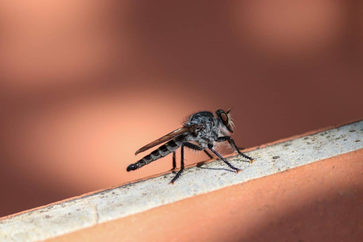 Comment l'homme doit-il se protéger du moustique tigre ?