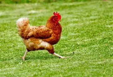 brown chicken on green grass field during daytime