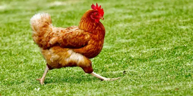 brown chicken on green grass field during daytime